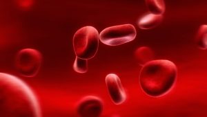 Darah merah sel Proses Pembentukan