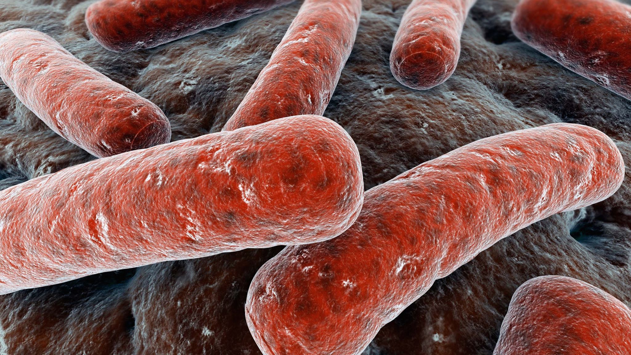 Top 10 Dangerous Bacteria On Earth And Antimicrobial Stewardship