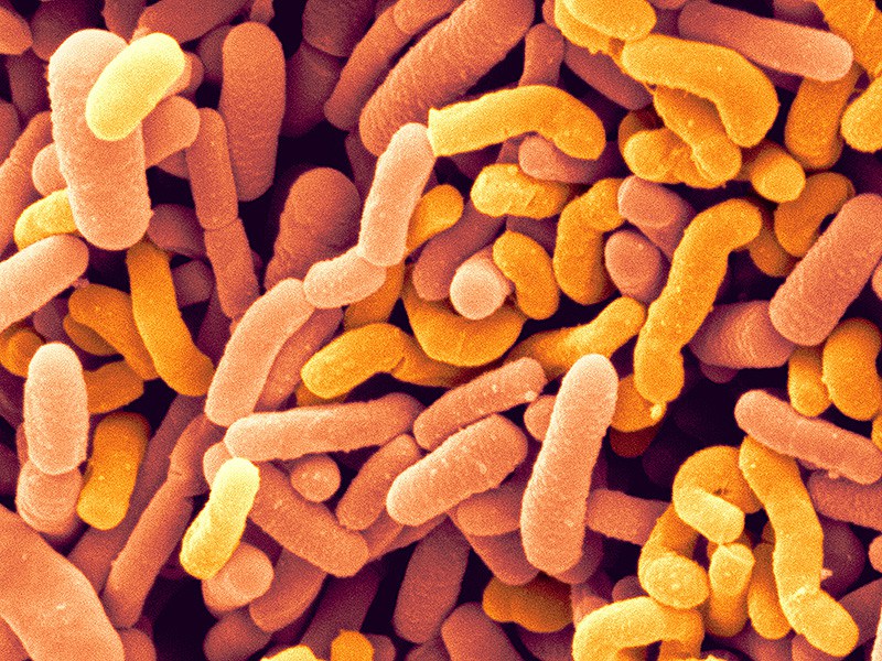 Top 10 Dangerous Bacteria On Earth And Antimicrobial Stewardship