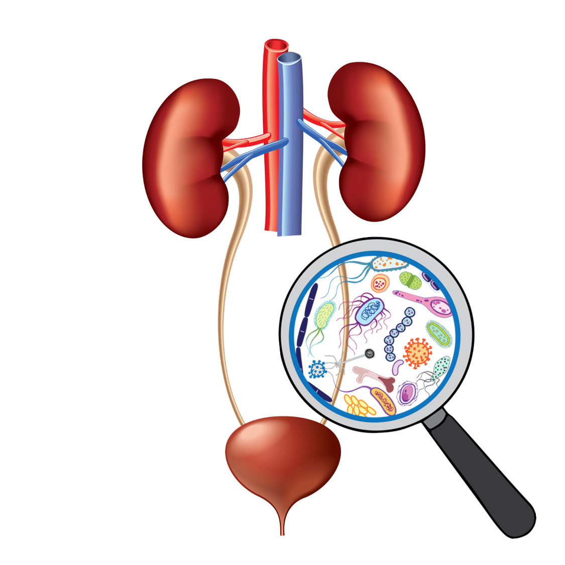 urinary-tract-infection-role-of-antimicrobial-stewardship