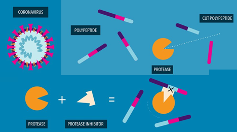 First Oral COVID-19 Antivirals