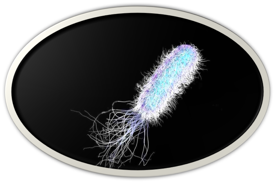 Six Bacteria Cause the Antimicrobial Resistance
