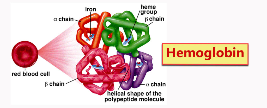 Haemoglobin