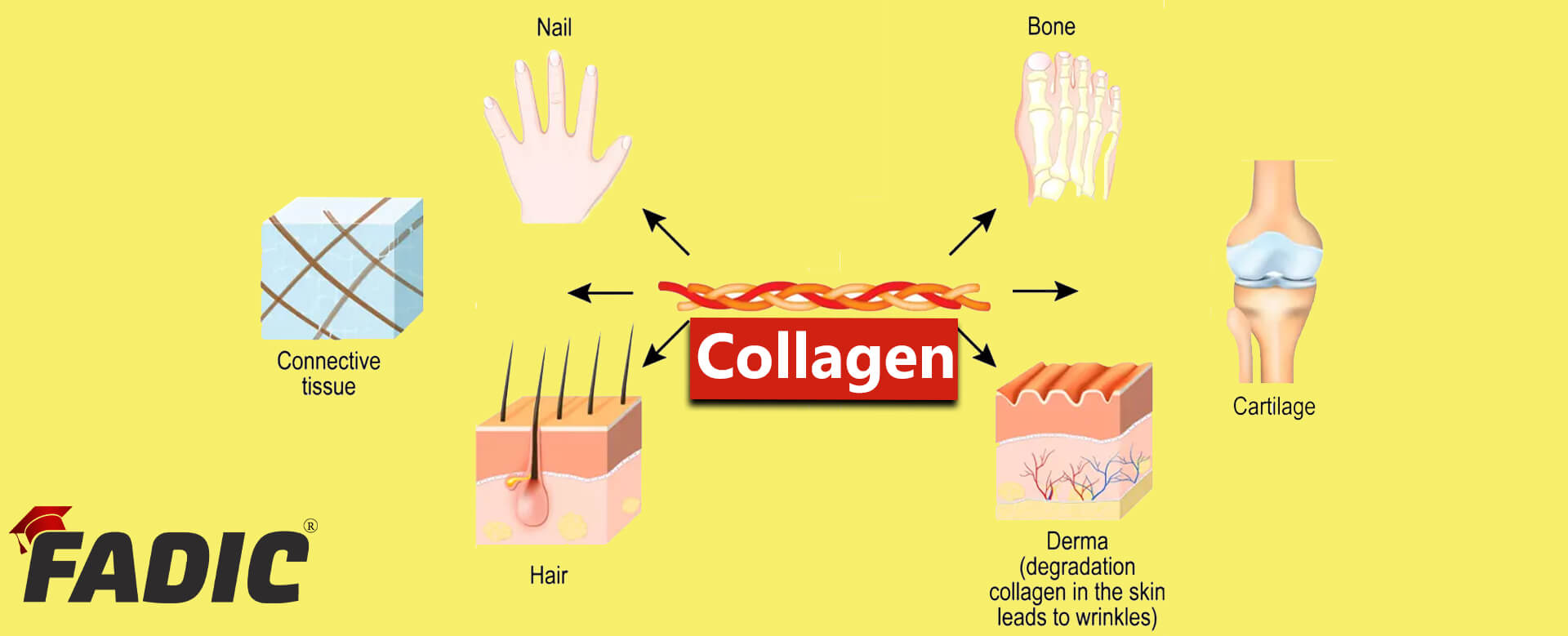 The Ultimate Guide Pros and Cons of Collagen Benefits