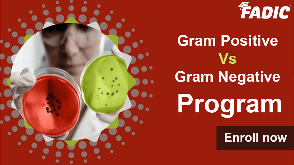 Gram Positive Vs Gram Negative Program What You Need to Know