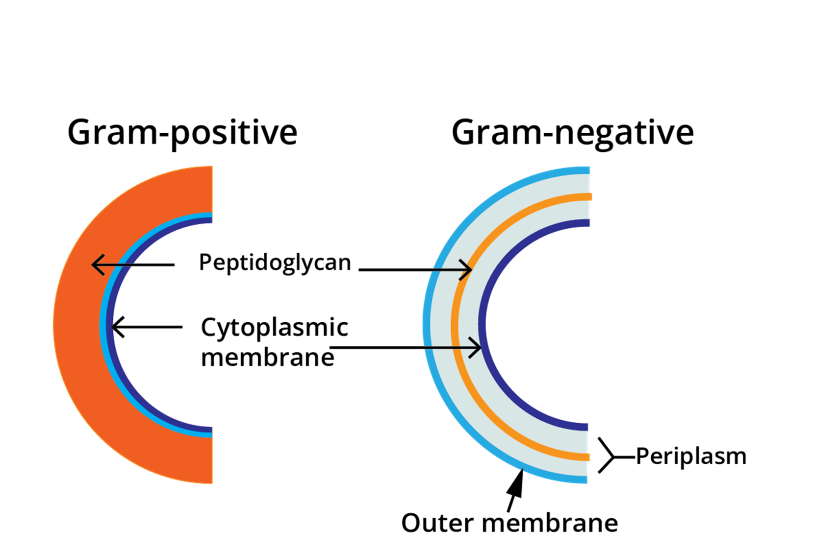 Gram Positive Vs Gram Negative Program What You Need to Know